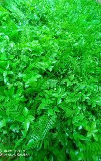 چمن مصنوعی