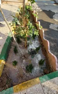 کاشت، اصلاح ،هرس