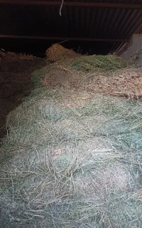 بیده فروشی دست پیچ