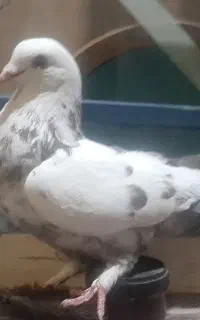 کبوتر
