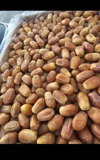قصب ،یا خرمای زاهدی