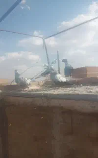 ۵تا سوسکی جوان