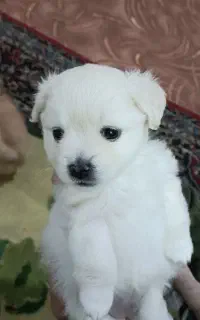 سگ پامر خرسی