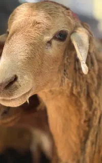 دامداری حاج زاشا