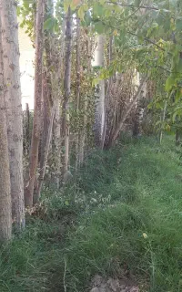 درخت