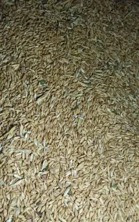 گندم امسال