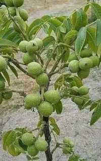فروش ویژه انواع نهال گردو
