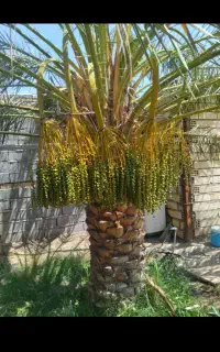 درخت بند