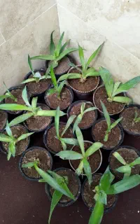 گل آگاو لاله ای