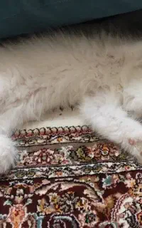 گربه پرشین بسیار باهوش