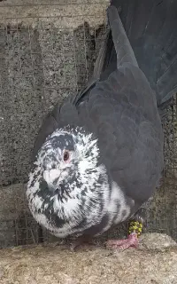 کشکی سیاه بزک سینه سفید زاغ موشی