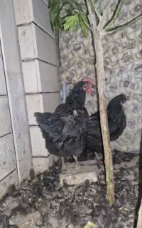 فروش مرغ