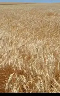 فروش بذر گندم دیم، رقم صدرا مادر، بوجاری شده