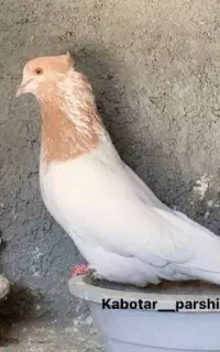 کفتر گمشده کله و دم زرد حلقه به پا