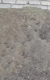 کودگوسفند