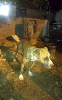 سگ پیت بول نر