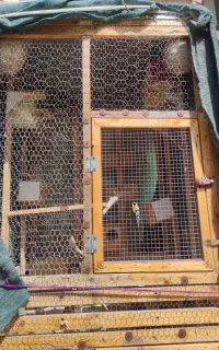 قفس پرنده