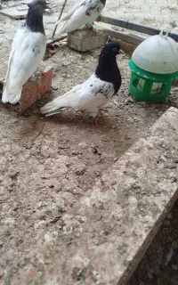 کبوتر