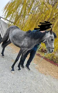 اسب کرد اصیل