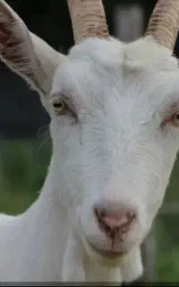 بز سانن