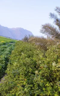 یونجه هرده