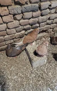 سرور نوک ریز