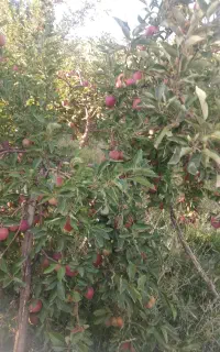 فروش سیب درختی  50درخت