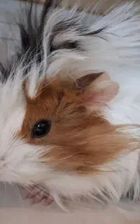 خوکچه هندی با وسایل
