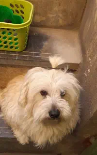 سگ پاکوتاه فروشی