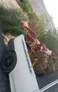 پاجوش نخل تضمینی