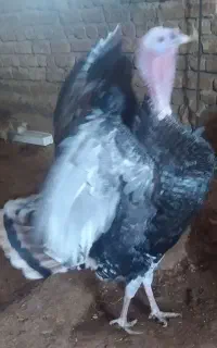 بوقلمون نر سنگین وزن