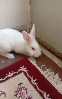 خرگوش