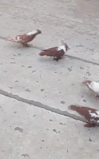 کبوتر ککیلی 4تا