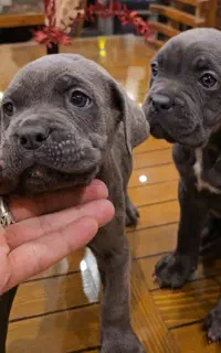 سگ کین کورسو