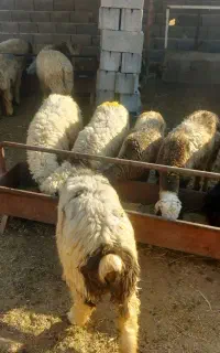بره سبک
