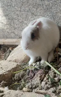 خرگوش