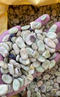 بذر باقالی ( باقاله) هیستال