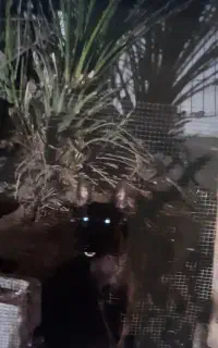 واگذاری سگ مالینیوز