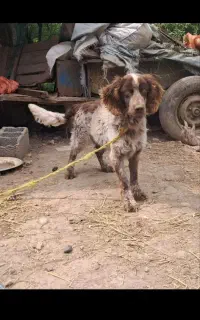سگ شکاری