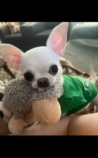 شیهواهوا سگ جیبی کوچیکترین سگ جهان