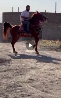 اسب اخته  نمونه ۸ دانگ