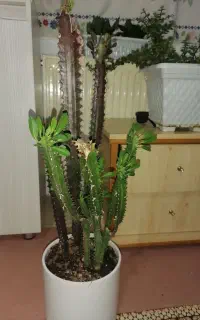 گلدان باگل های زیبا