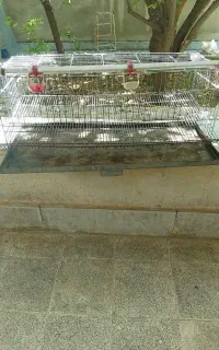 قفس بلدرچین