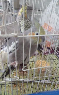 یک عدد عروس پیدا شده