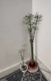 گلدان گل