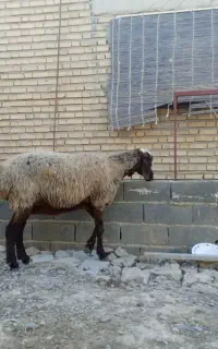 نیش آبست