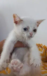 توضیحات کامل خوانده شود