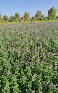 بذر یونجه گرمسیری