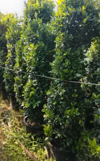 یاس هلندی همه سایز بار درشت