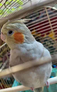 عروس هلندی